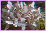 3D Flowers Anaglyph