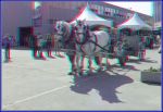 anstam (53)